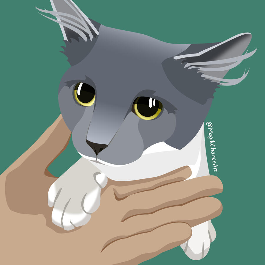 A gray tuxedo kitten puts in his in a person's hand.