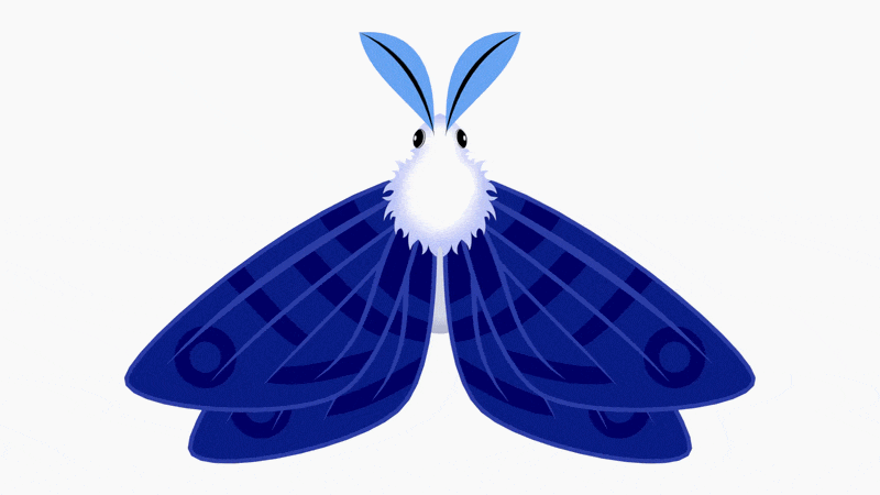 A moth with a fluffy white body and blue wings and antennae flaps its wings.